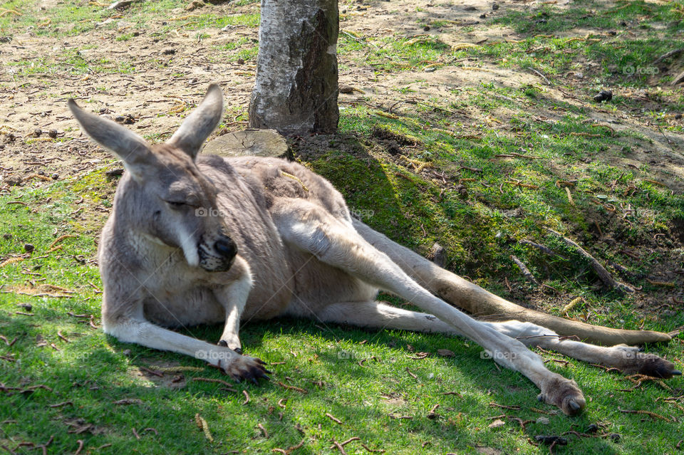 Chill kangaroo