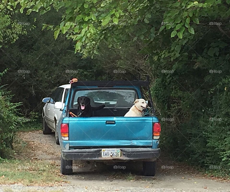Dogs in pick up