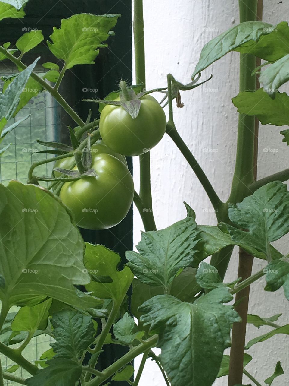 Green tomatoes on the balcony 