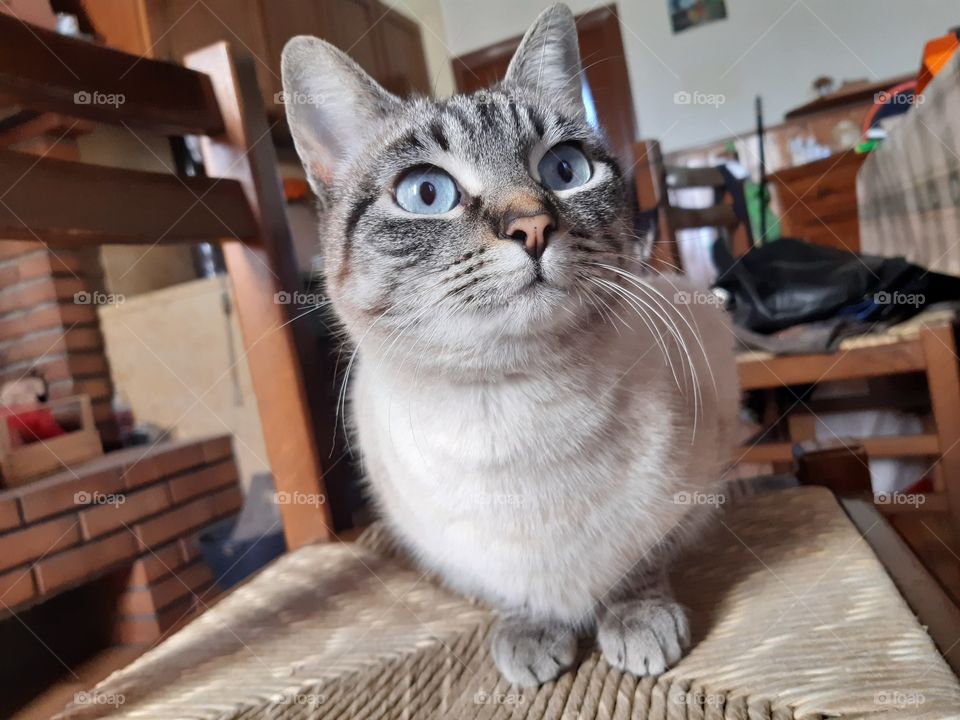 my wonderful cat with her light blue eyes