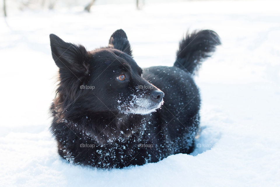 Black dog lying down on the snowy land