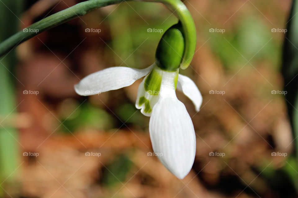 Snowdrop Flower
