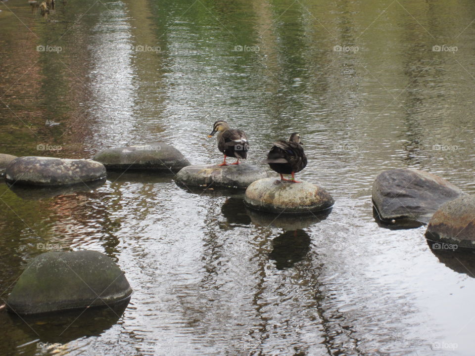 Asakusa Kannon. Tokyo, Japan. Sensoji Buddhist Temple and Gardens. Ducks standing on River Rocks.