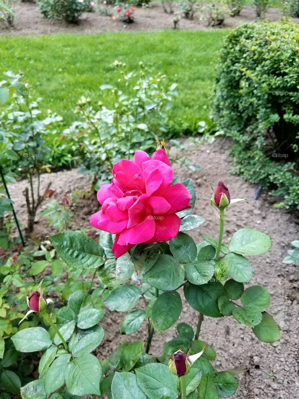 pretty red rose