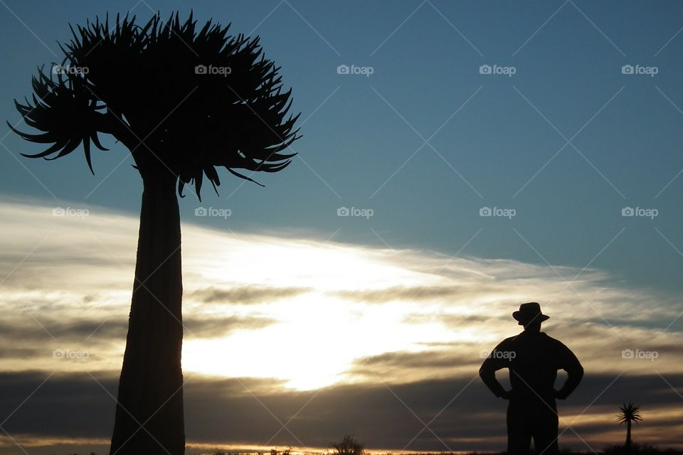 Beautiful quiver tree standing tall in the Kalahari. Young man standing close by watching the sun set.