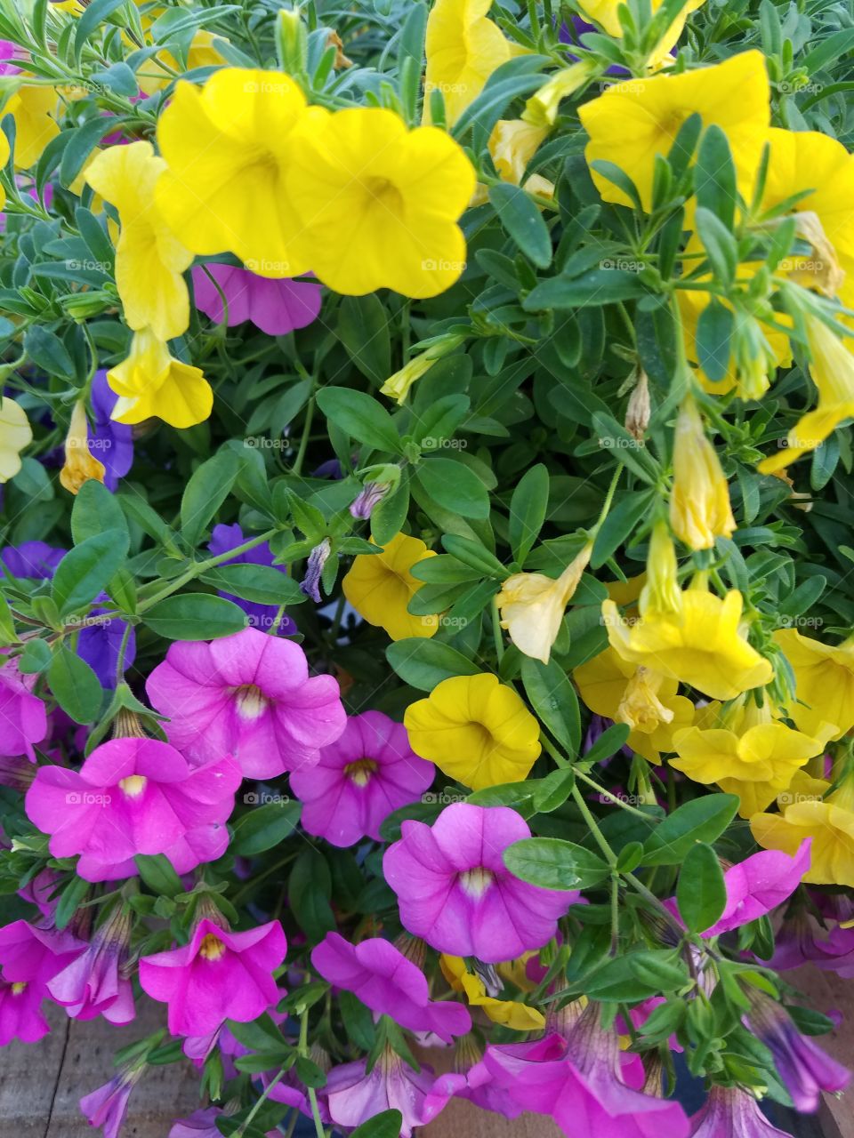 Multicolored flower in the garden