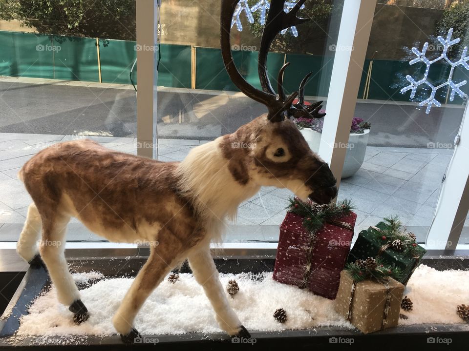 Mammal, No Person, Portrait, Dog, Canine