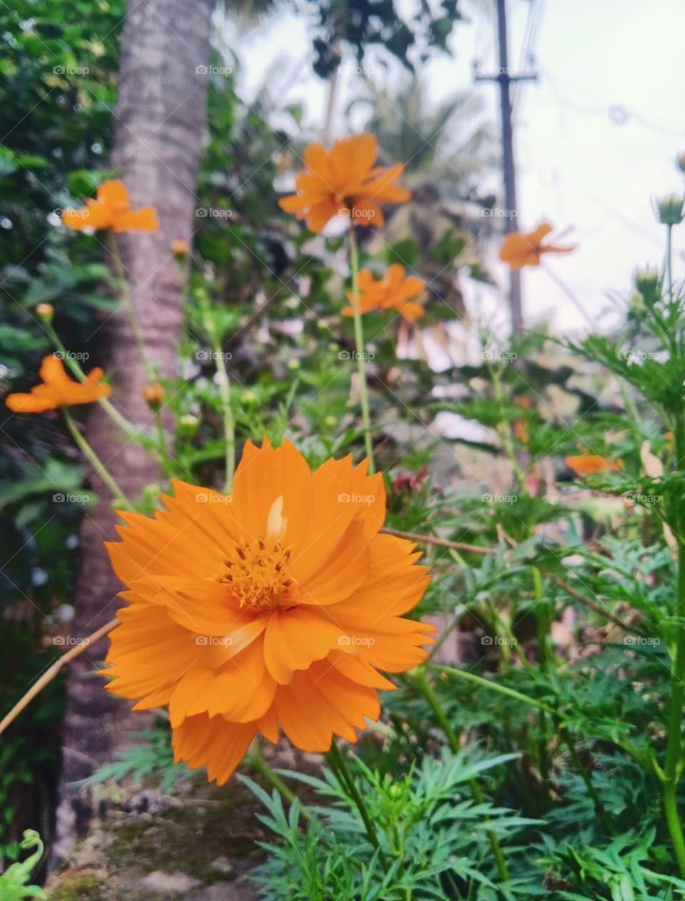 marigold flowers invite and welcomes to Butterfly