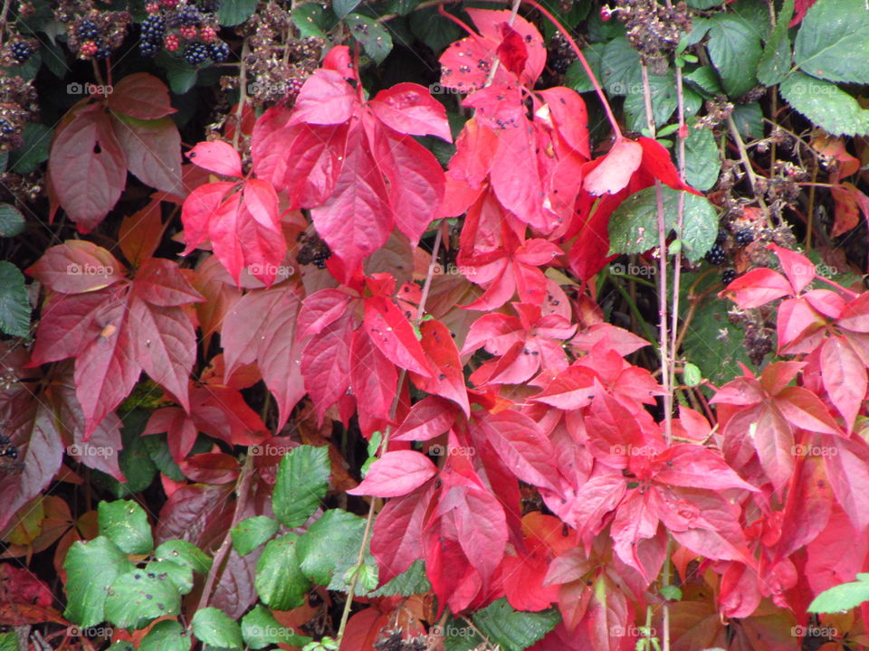 autumn red