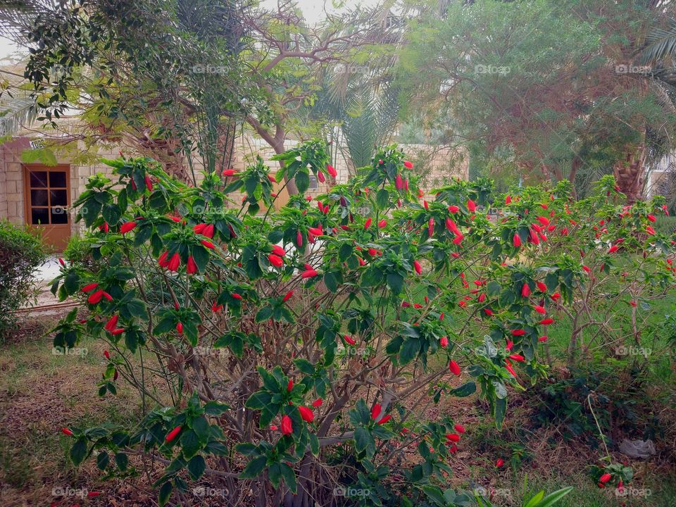 Tree, Flower, Leaf, No Person, Nature