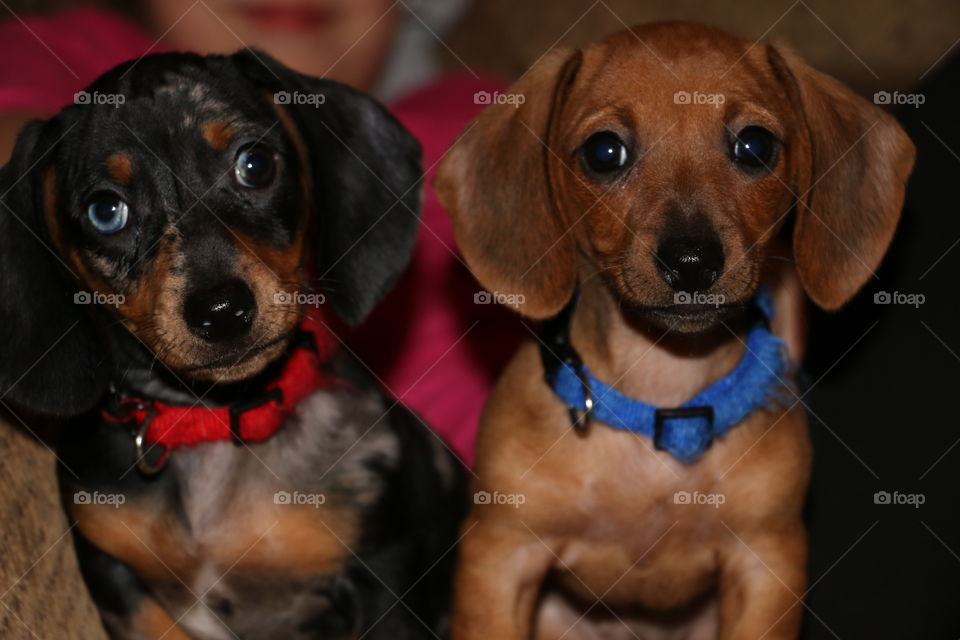 Dachshund Sisters