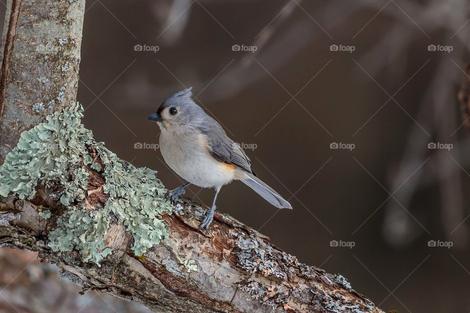 Tufted Titmouse