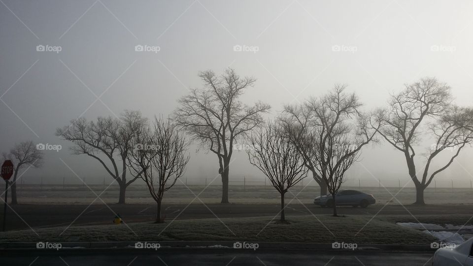 ghostly trees. bdo trees winter fog utah