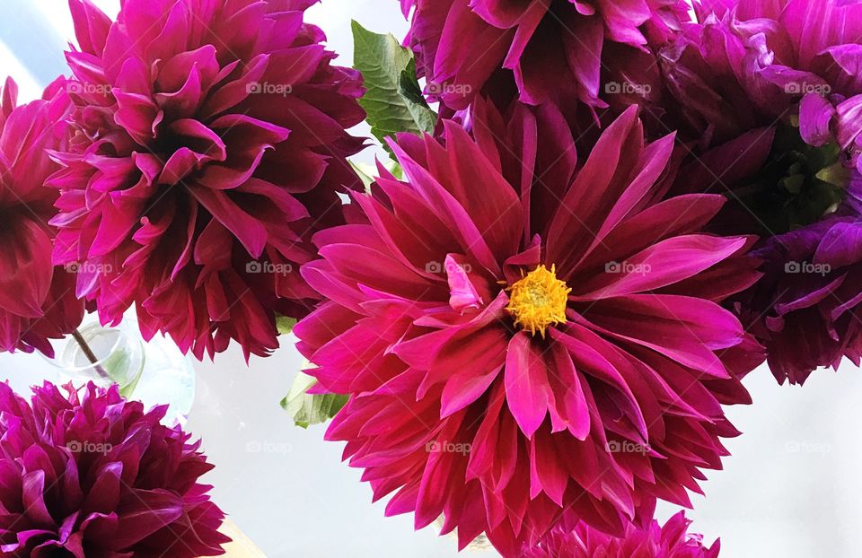 Bright pink Dahlia flowers freshly picked from the garden.