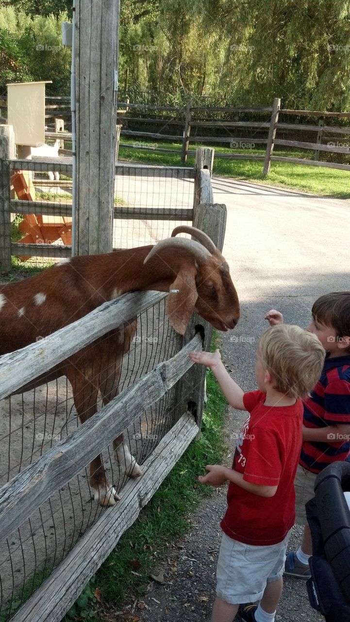 Goat Feeding