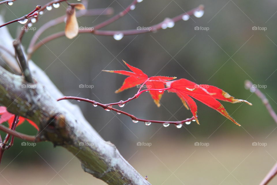 raindrops along a maple tree branch