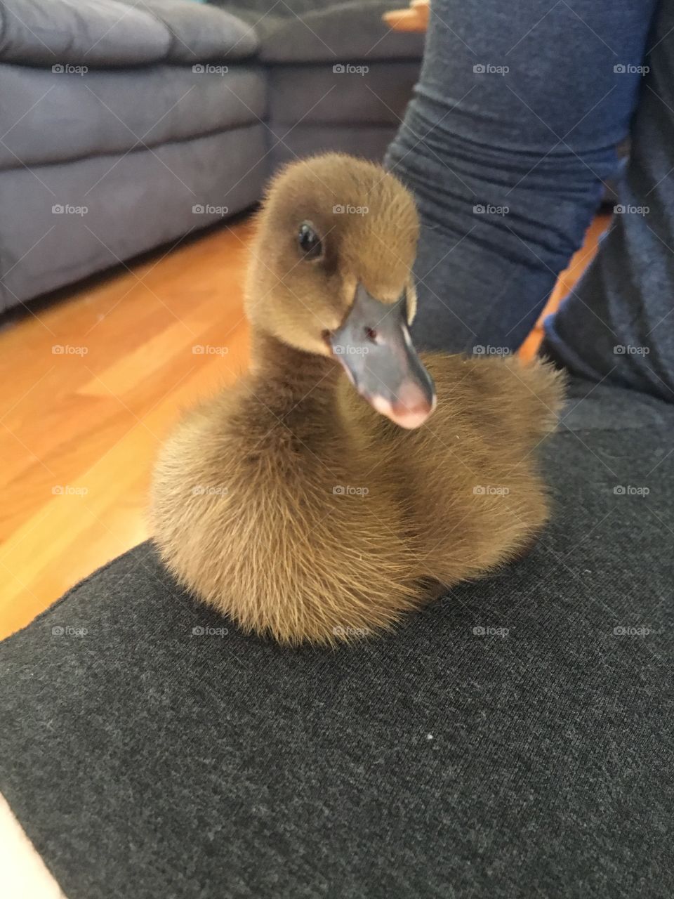 Duck