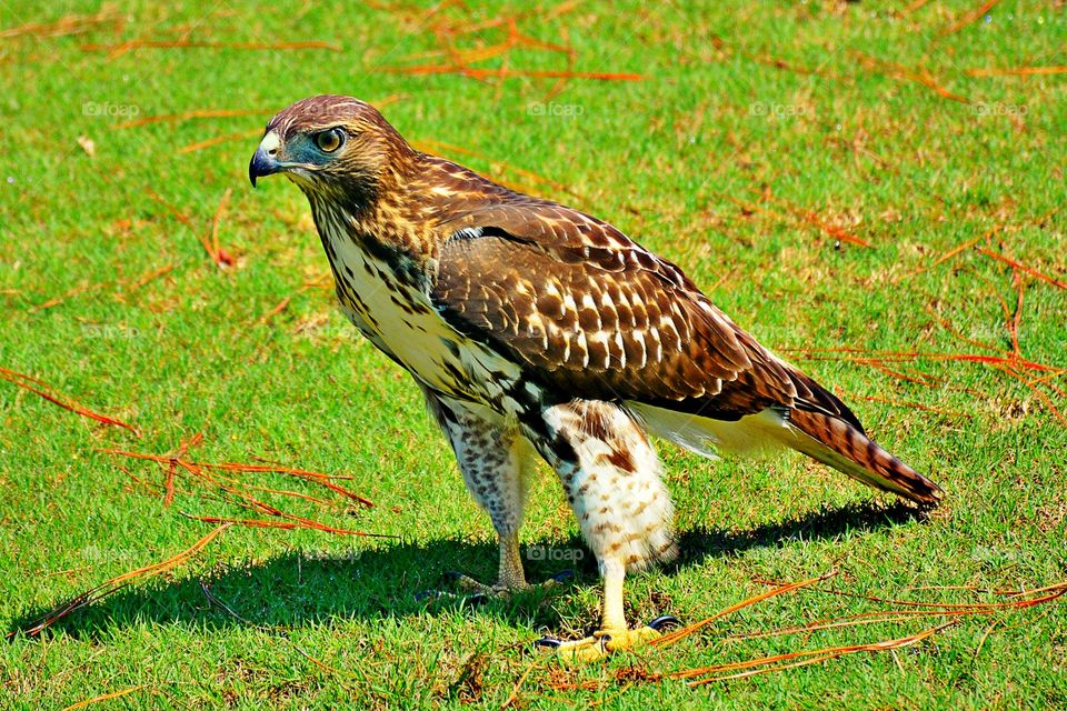 Side view of bird on grass