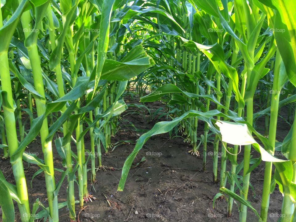 Corn Field in July