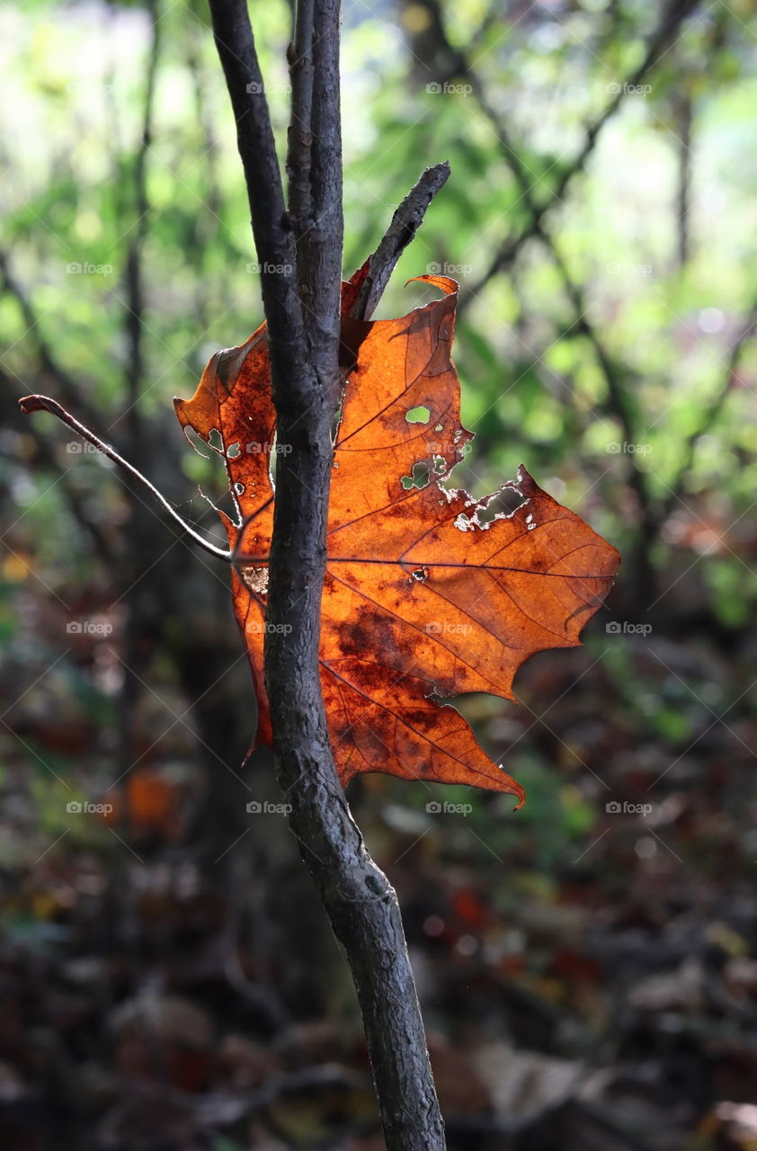 Autumn leaf stuck on a branch with light coming through 