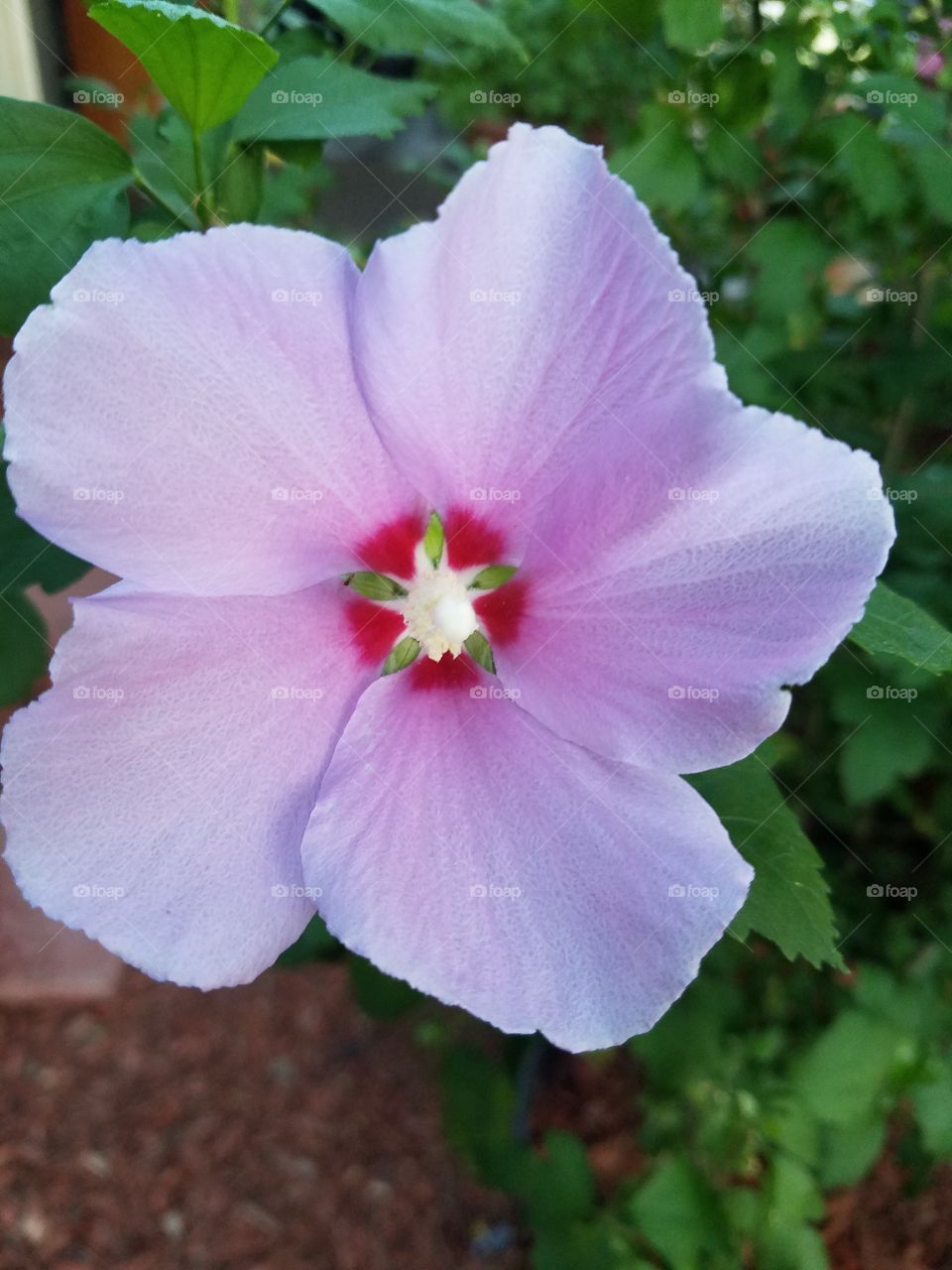 beautiful pinkish purple rose of Sharon hibiscus flower