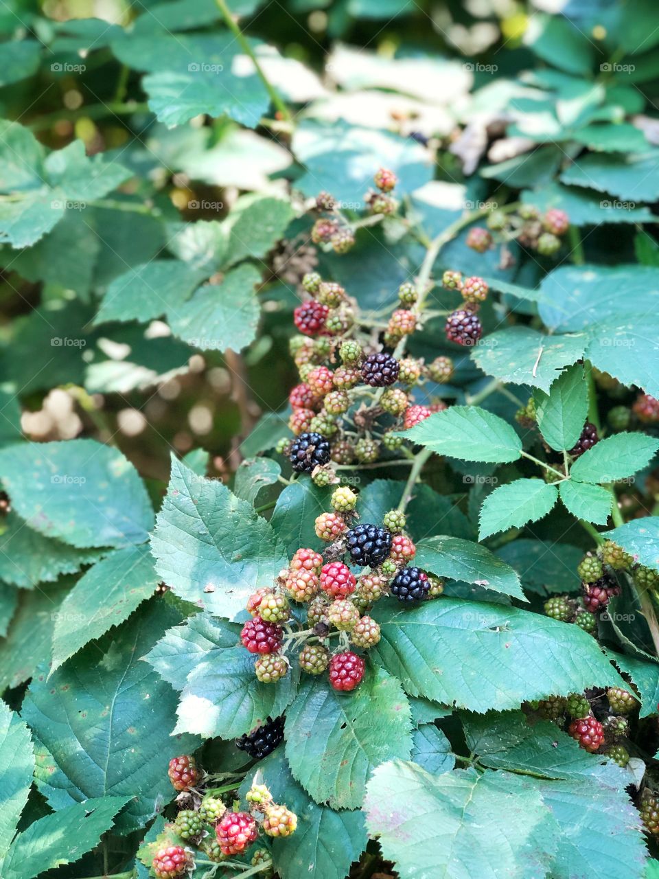 Blackberries growing on a bush