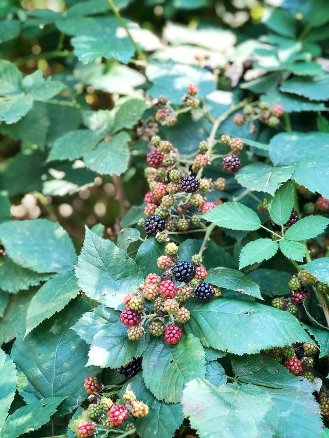 Blackberries growing on a bush