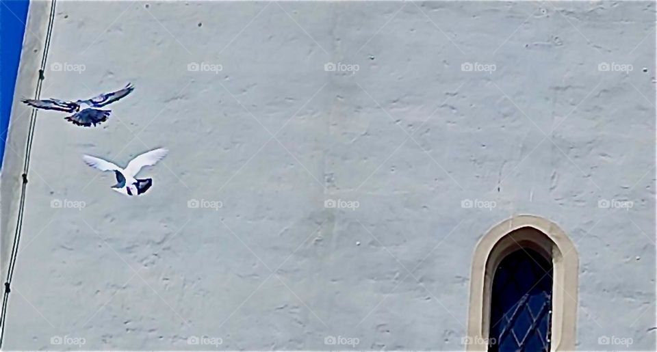 These two doves are flying past the medieval city tower of “Straubing” in “Niederbayern” or “Lower Bavaria”, Germany on a sunny afternoon in early June of 2024. Hypnotic Productions