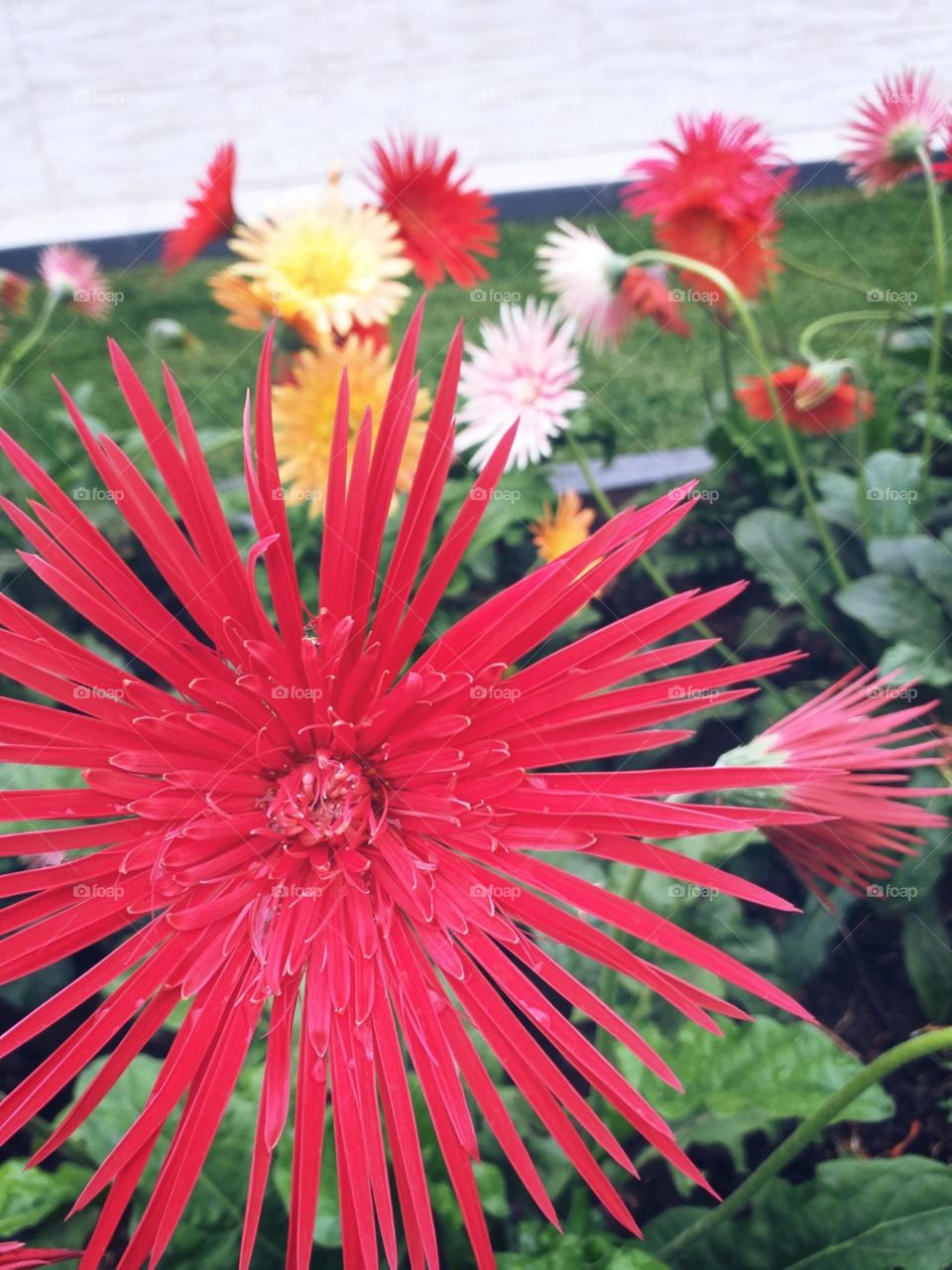 Pousam para a selfie.