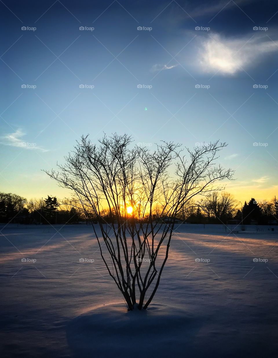 Winter sunset behind a tree—taken in Dyer, Indiana