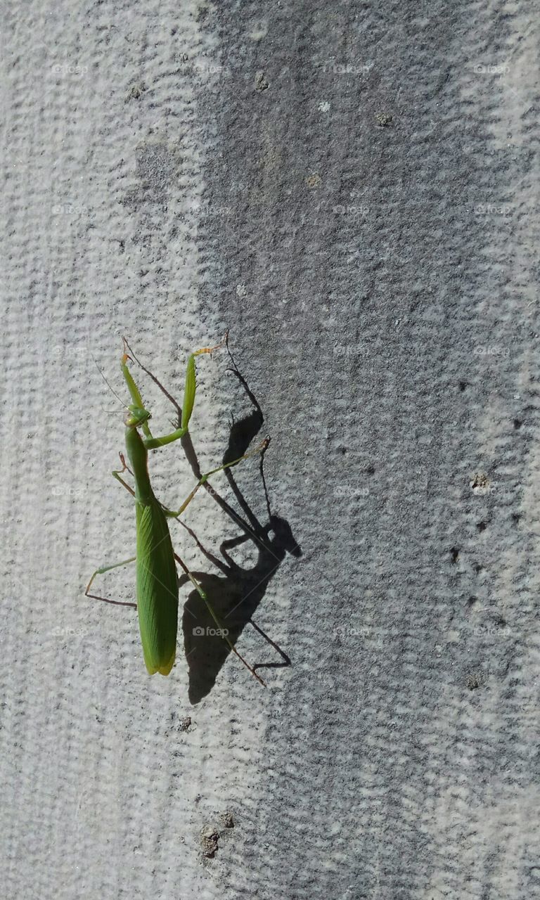 Green grasshopper on the wall