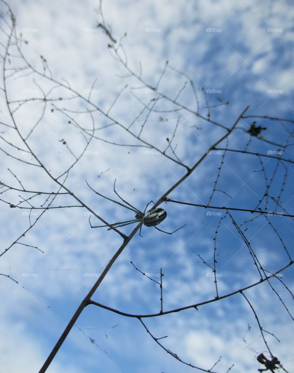 Leucauge venusta/orchard spider