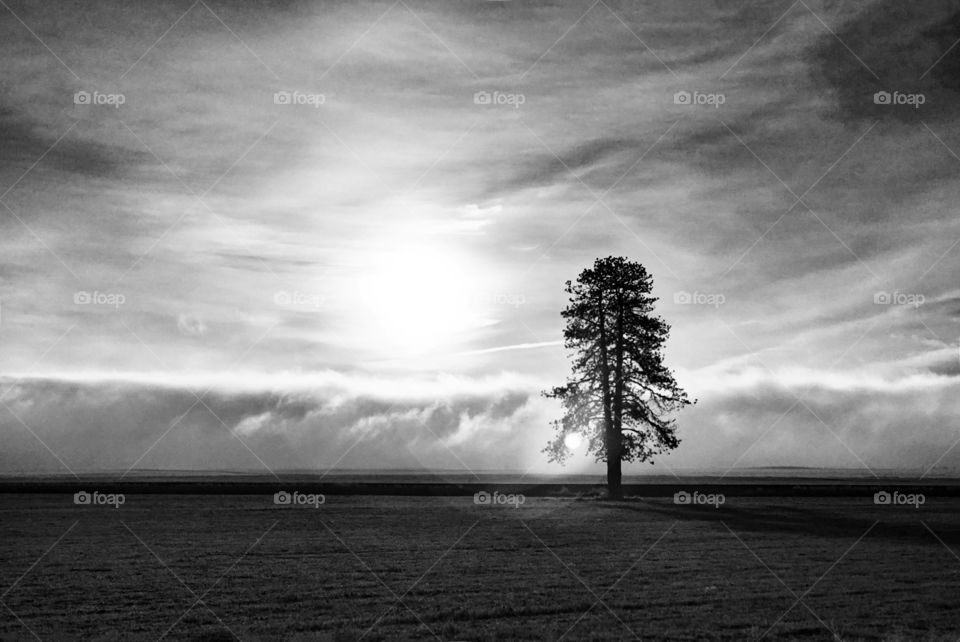 Fog wave rolling over the landscape, obscuring everything in it’s path, heading toward the lone, split tree sitting in the barren wheat field while the sun rises in the background.