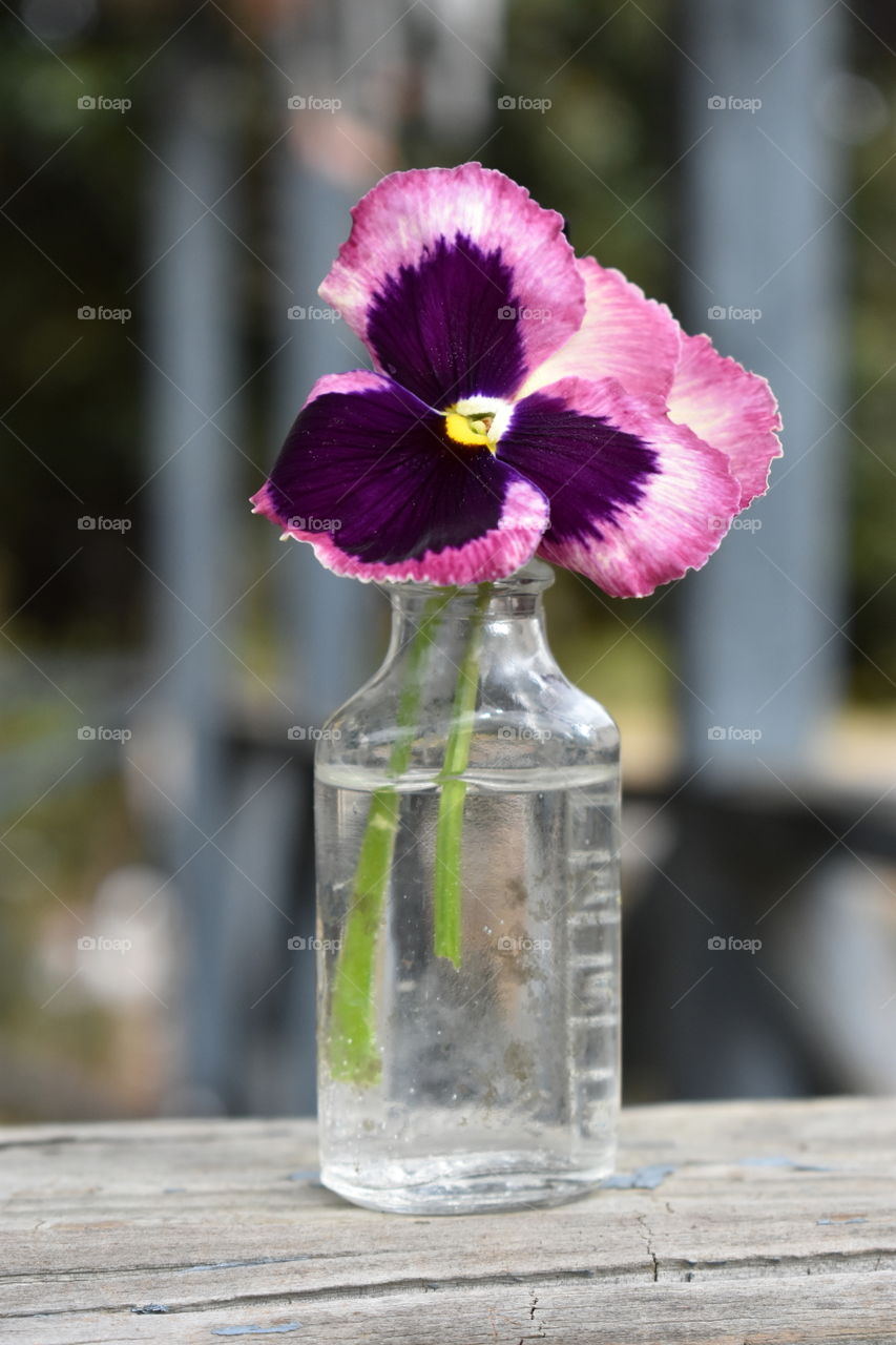 purple and pink  pansy in a bottle
