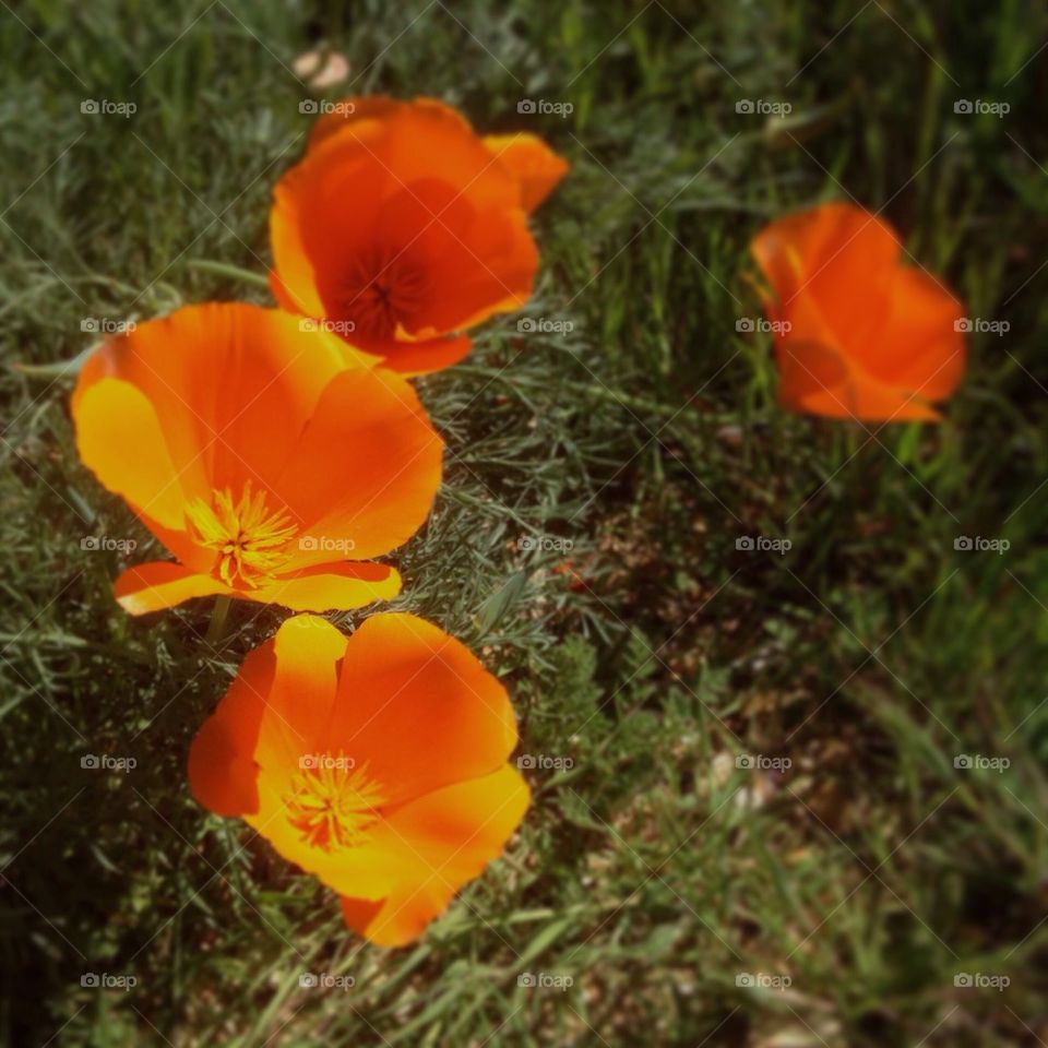 Poppies