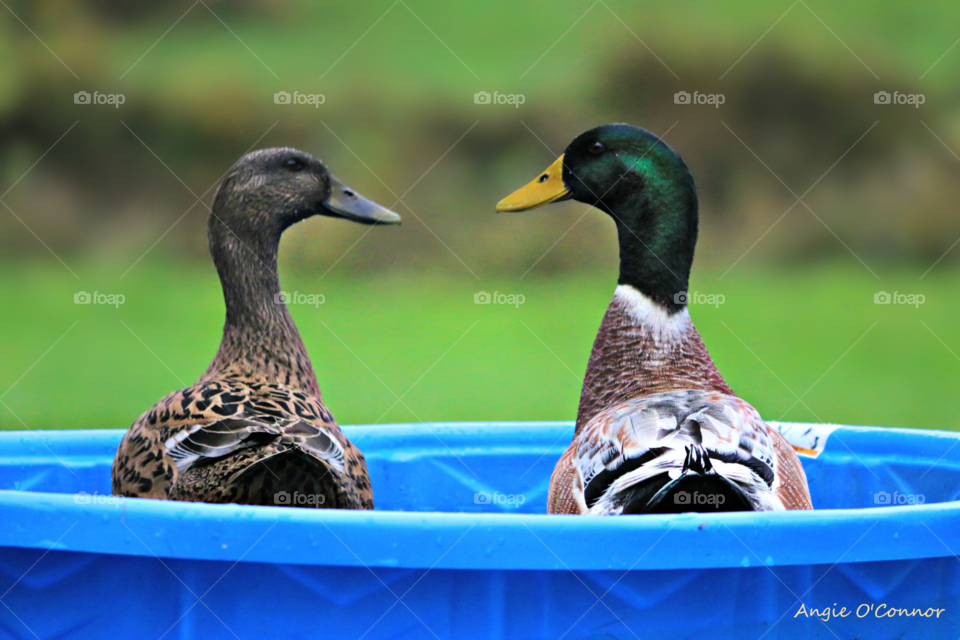 wild Duck Love