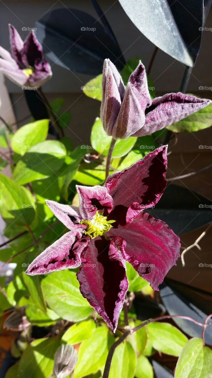 The beginning . First clematis bloom 