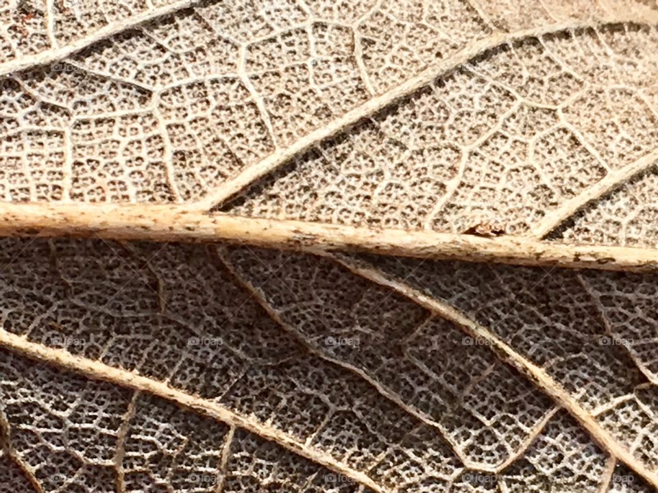 Veins of a leaf 