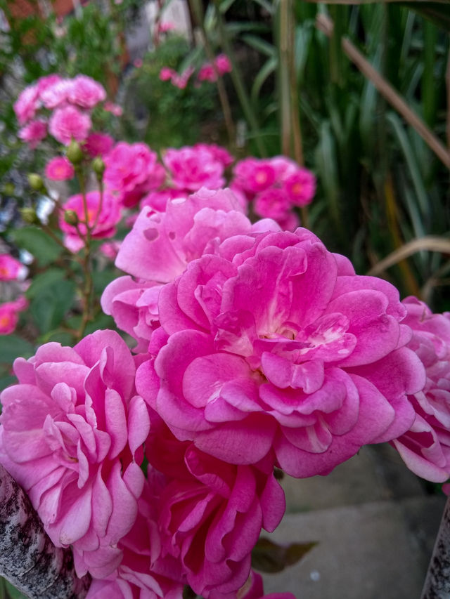 focus in pink flowers