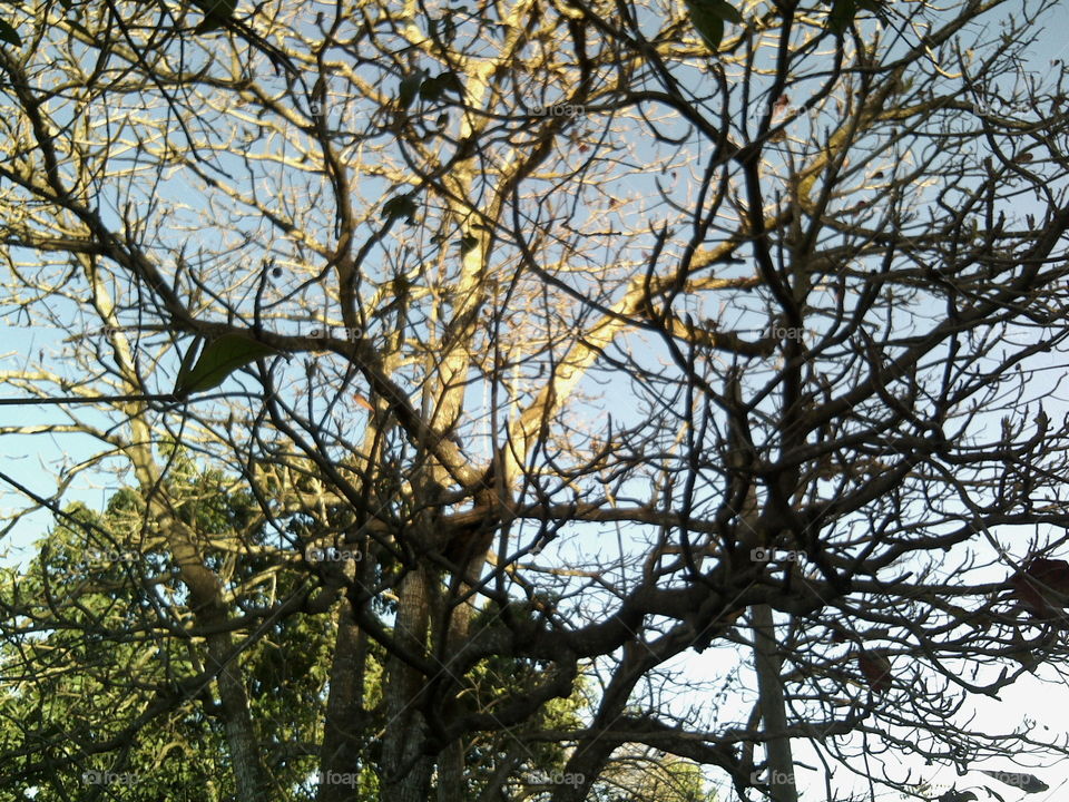 Almond tree in autumn