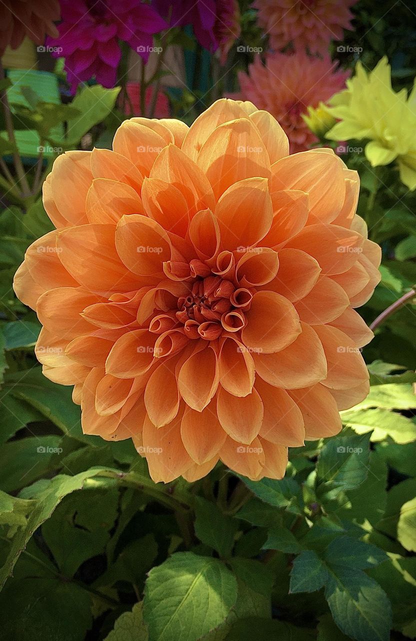 Beautiful flower of Dahlia……🥀
