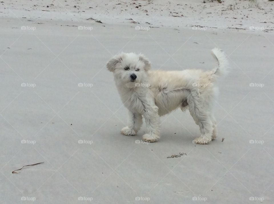 My little dog at the beach feeling happy 
