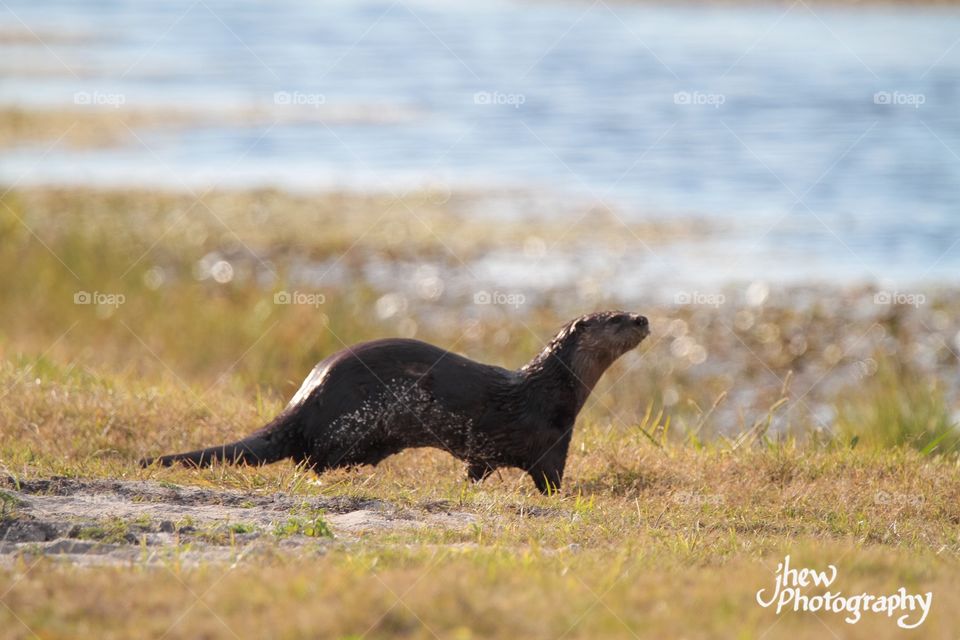 Otter