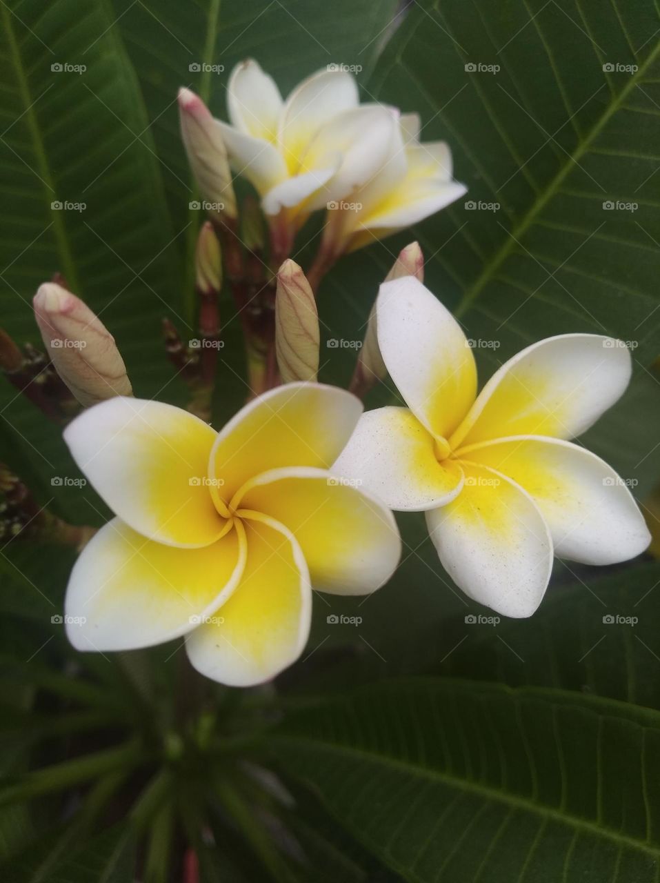 white and yellow flower seasonal fresh shurb small size looks very beautiful generally found everywhere