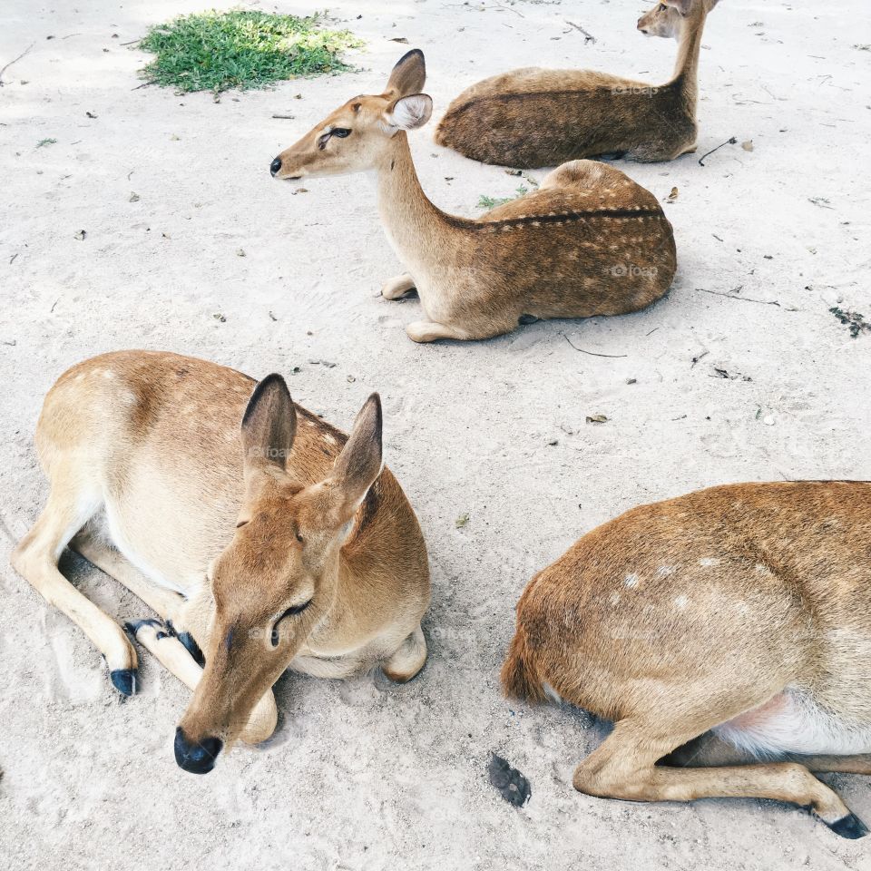 Baby Animals : brow-antlered deers
