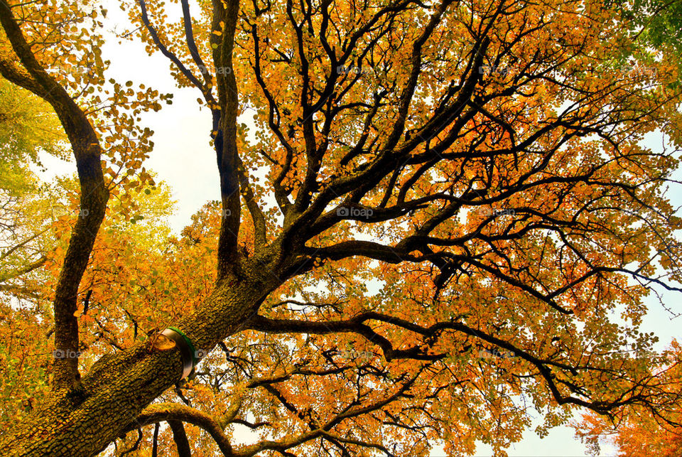 Autumn tree.