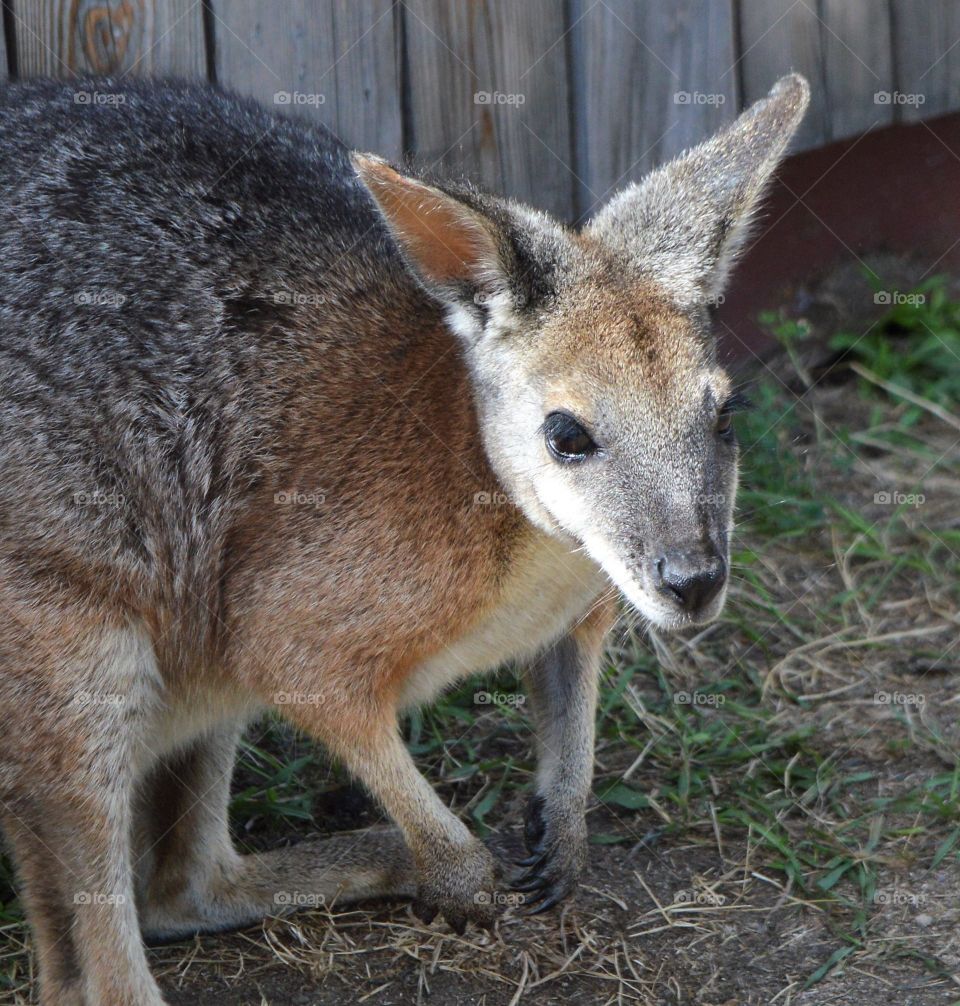 Wallaby