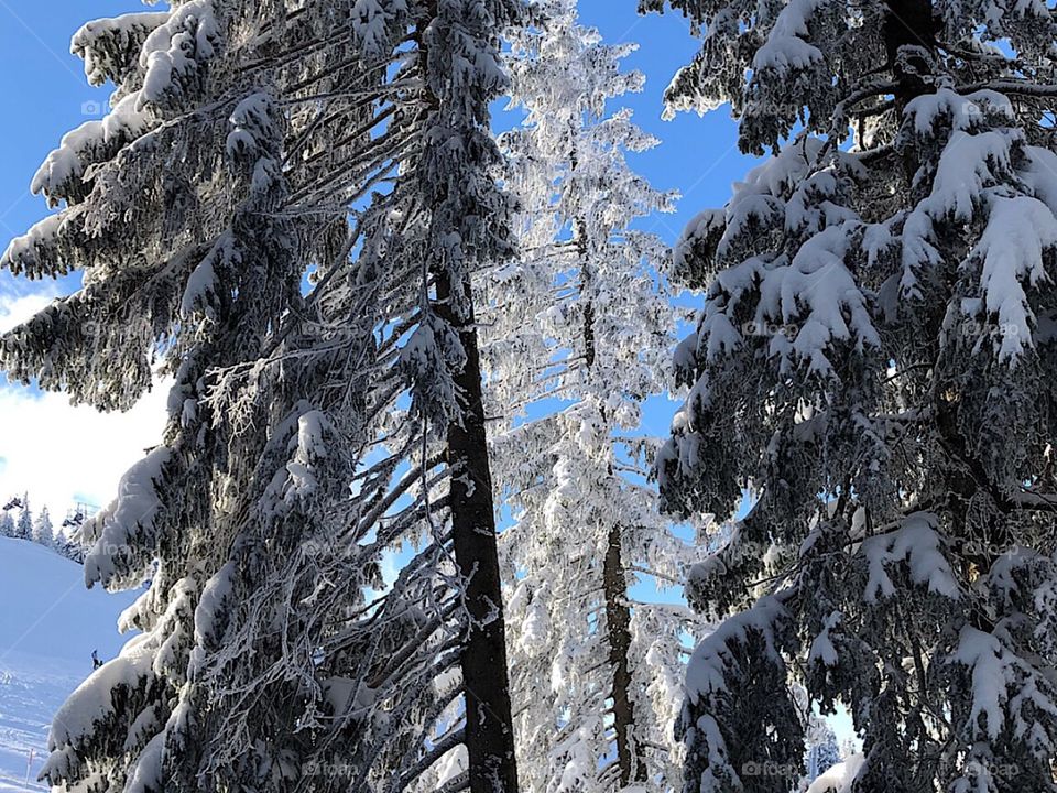 I love the way trees look after a fresh snow ❄️
