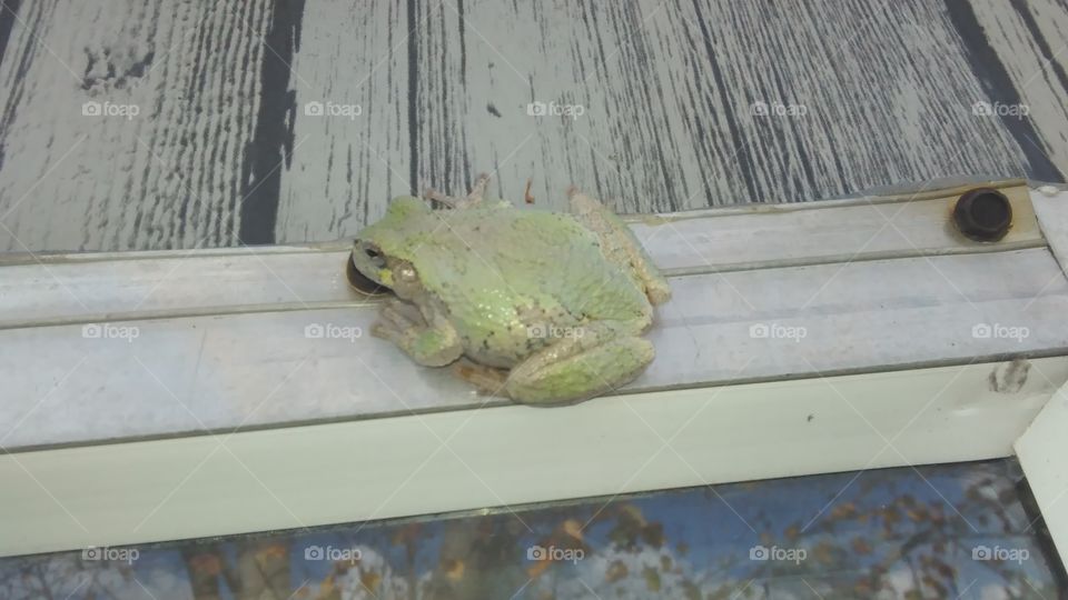 Frog on the Window pane