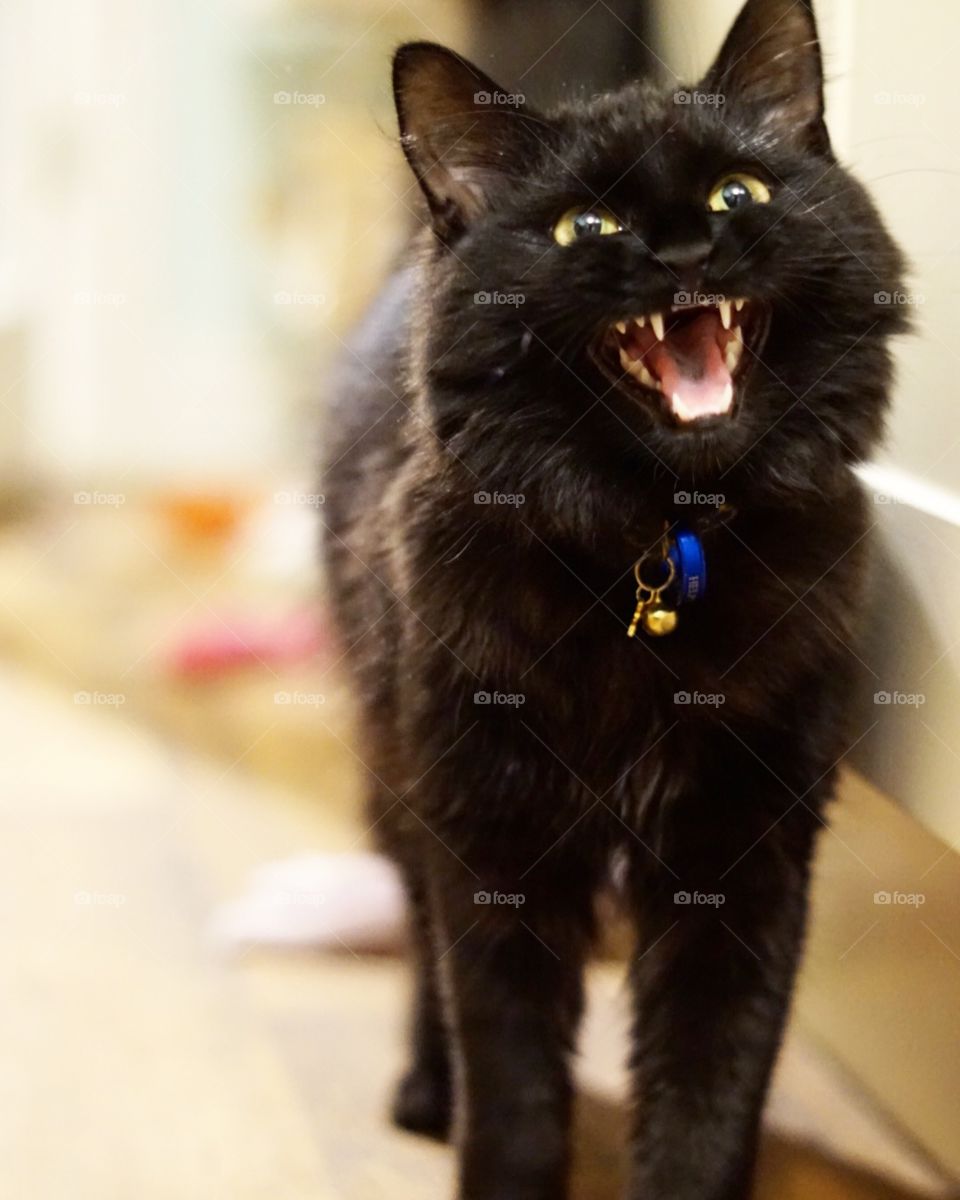 Black cat meowing